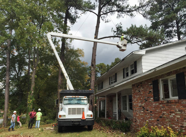 Best Utility Line Clearance  in Ashland, VA